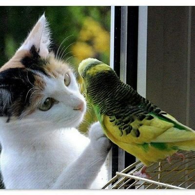 Gina17886201's profile picture. mi piacerebbe sapere che nel mondo aumenta il rispetto per gli animali per gli anziani e soprattutto per i più deboli