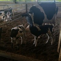 Mike Bardoel (@cows_mike) 's Twitter Profile