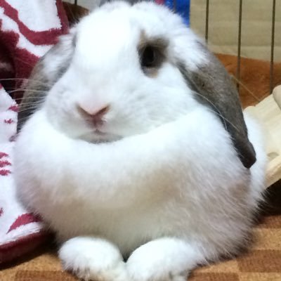 usamarohouse's profile picture. 