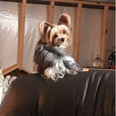 patriciadodd13's profile picture. 