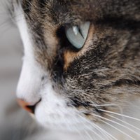 🌈 Ina C 🌻(@Cats274) 's Twitter Profile Photo