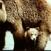 Momma Bear (@cathytouney) Twitter profile photo Momma Bear (@cathytouney) Twitter profile photo