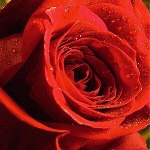 HARTSHORNS's profile picture. In Business & part time trader