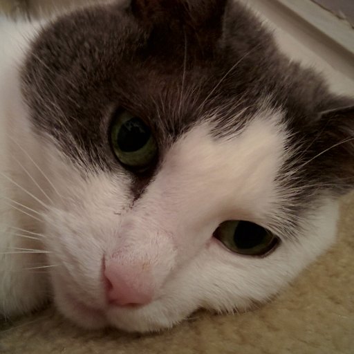 TannousSam's profile picture. Working from home, what else?