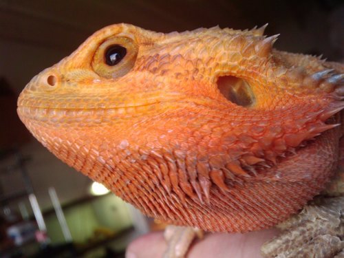 A True Breeder's Quality Reptiles & Products