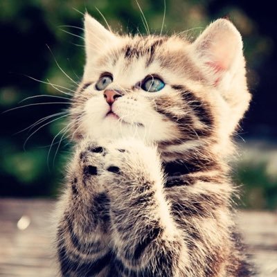 we rate cats send submissions over dm and we rate