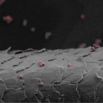 The Sacanna Lab uses colloidal matter to engineer nano- and micro-structured materials at the interface between chemistry, physics and material science.