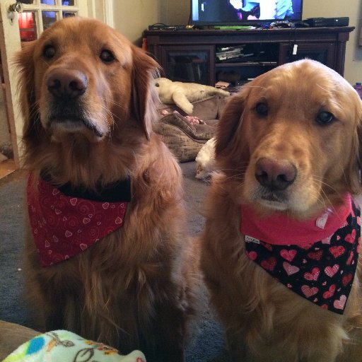 Monte and Maggie of The Golden Duo. Our mission is to bring smiles to everyone.