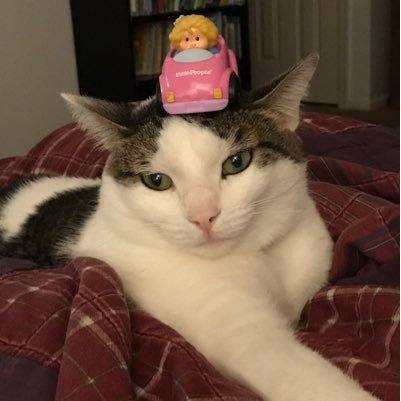 EmyPatches's profile picture. I am a 2 year old kit kat named Emerald Patches. You can call me Emy. I love talking and eating. I own a family of 3. I live in Felinex, AZ. @JakeSoftPaws = bro