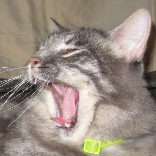 TotallyLamont's profile picture. I'm A Handsome Somali Tamale!