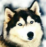 lolo85971's profile picture. 