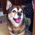 漫画デイリーランキング犬 (@watakana__) Twitter profile photo 漫画デイリーランキング犬 (@watakana__) Twitter profile photo