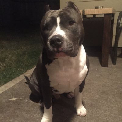 I'm an American Staffordshire Terrier. I was born in TN and now live in TX. My roommate is my bro Dex & Aussie. Life's better when your tail's waggin'!