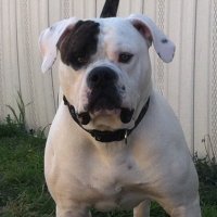 Rusty Shannon (@irishrshannon) 's Twitter Profile