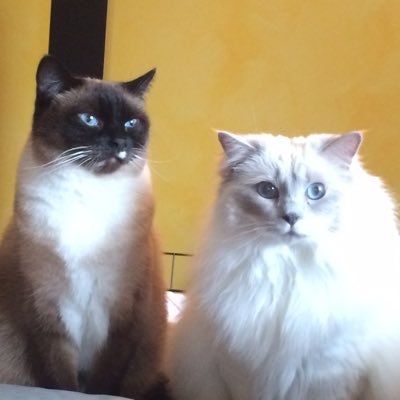 CaptainDurka's profile picture. Slowly but surely moving over to bluesky