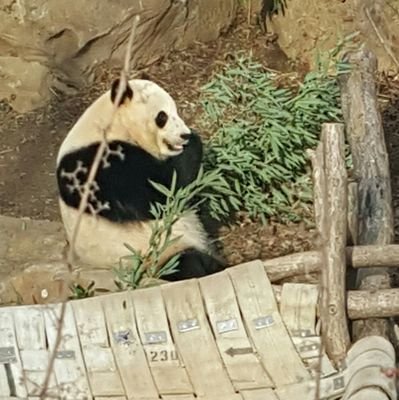 Bao Bao