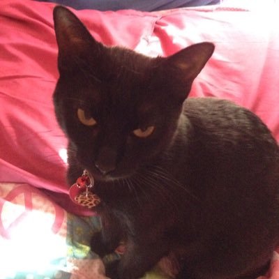 tinykitten2003's profile picture. 