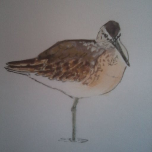 Birding and other wildlife,bit of
 sketching and painting