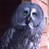 Carol Arrowsmith (@carolarrowsmith) 's Twitter Profile