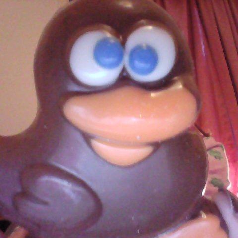 Quack....Hi... I am a duck, if you happened to stumble upon this twitter, don be shy, follow me, and follow my back up @akaDougyy.... Quack