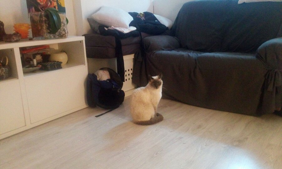 kikegil5's profile picture. teme al kriken