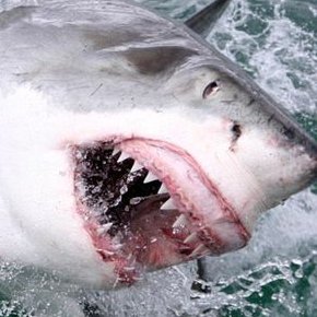 SHARKPOCALYPSE7's profile picture. The Most Autistic Weirdest Sharkaholic.. Jawsome Humanity In The America!!!...