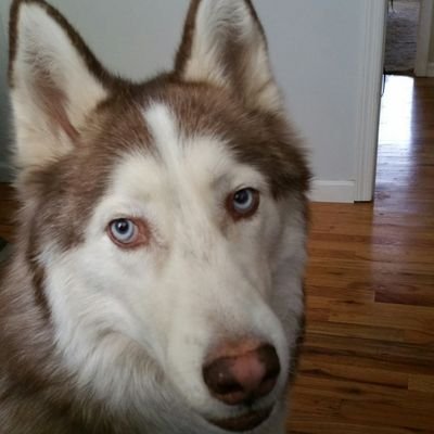 SibeRescueBrian's profile picture. Rescuer of Siberian Huskies. Lover of all creatures great & small. Always look on the bright side of life. Go Birds! Bill Spadea for Governor!