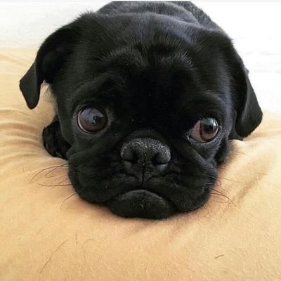 carterwonglee's profile picture. 