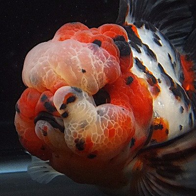 東錦の日記 Zacco Goldfish Twitter 東錦の日記 Zacco Goldfish Twitter