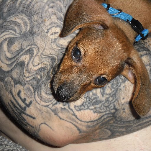 cheeweenielover's profile picture. #playlinearmy