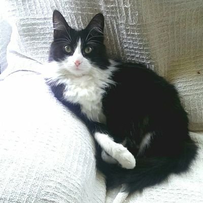 No Thanks Jackclosson Twitter