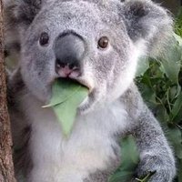 KoalaOK- (@koalaok_) 's Twitter Profile Photo