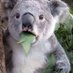 KoalaOK- (@koalaok_) Twitter profile photo KoalaOK- (@koalaok_) Twitter profile photo