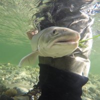 Fishing in Québec(@FishinginQuebec) 's Twitter Profile Photo