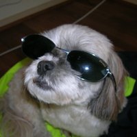 Tiffany Brown (@virtualtiff) 's Twitter Profile