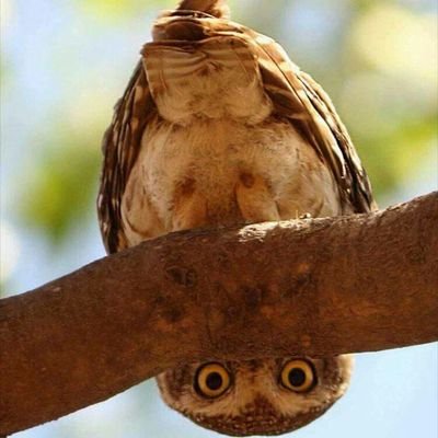 namenloserNils's profile picture. dumm und unlustig :3