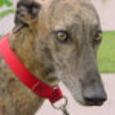 Author, Artist, Patriot, Former Momma of 3 Beautiful Greyhounds
Current Momma of one beautiful Mastiff Shephard!!!!