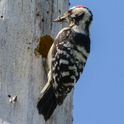 Lesser Spotted Woodpecker conservation project supporting birdwatchers to find & record Lesser Spots their nests & breeding outcomes Tweets by Ken & Linda Smith