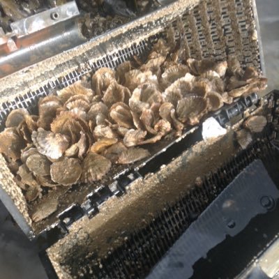Now in full commercial trial the world's most advanced oyster farming system . A true intertidal upwelling system with engineered biofouling reduction.