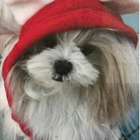 rishya🐶🐾🐾🍀 (@rishya9) 's Twitter Profile