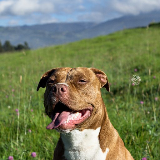 Organización sin ánimo de lucro que trabaja contra el abandono y el maltrato a los animales. Nuestro refugio está en Cogua, sabana de Bogotá. #AdoptaNoCompres