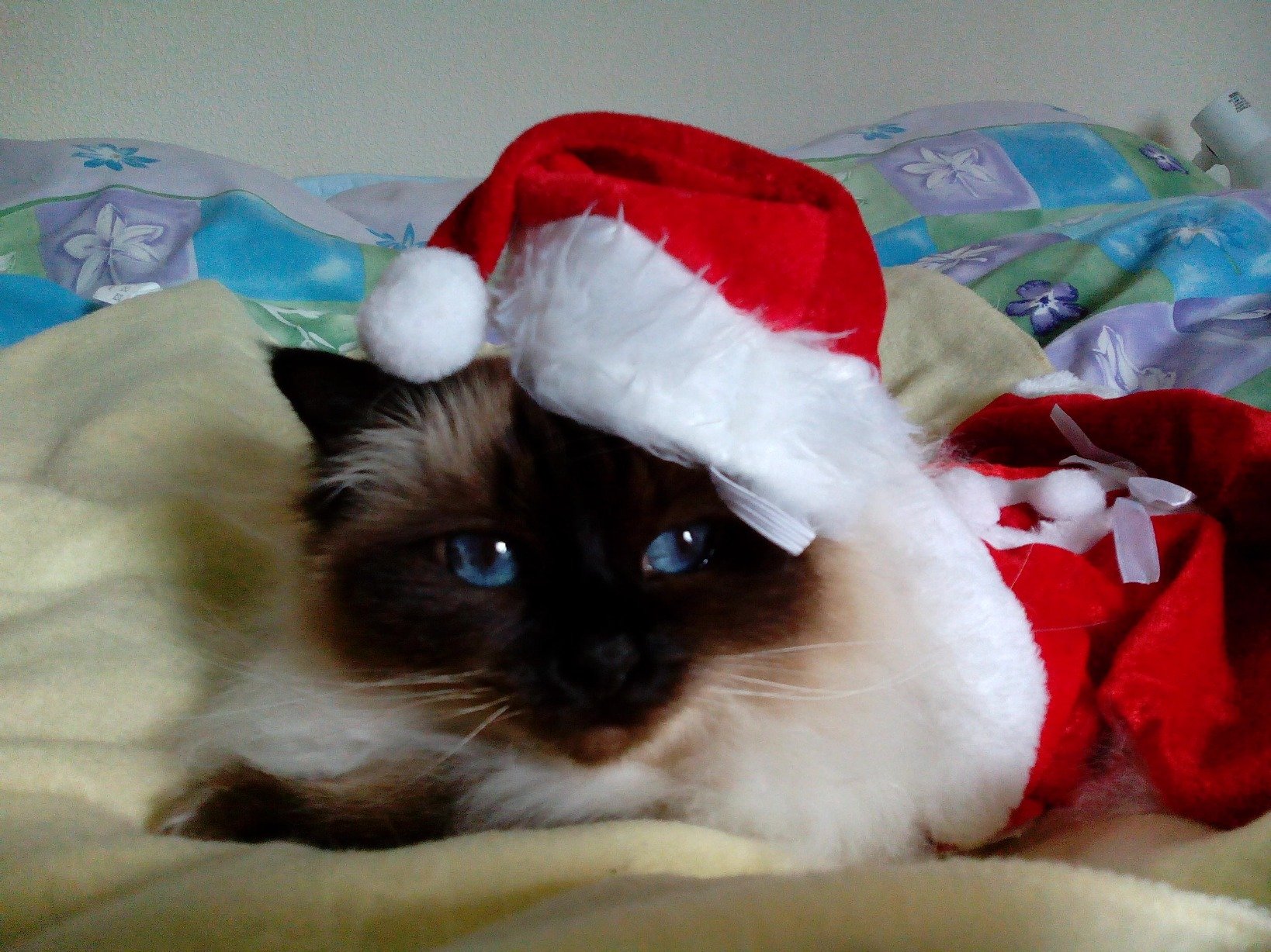 LindaLouDobson's profile picture. Loves Newc Utd/Carry On Films/Grange Hill/Dr Who/Joan Hickson/hooked on BBC TV Doctors (faves Emma, Val)/Bagpuss/my furry cat bairn and my Bezzie Sisters.