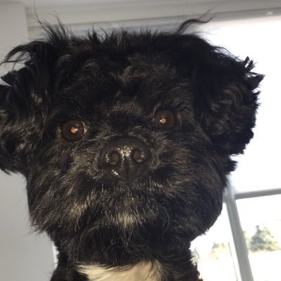 dvoart's profile picture. speelster v.v Hollandscheveld