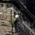 Lichfield Peregrines (@Lichperegrines) Twitter profile photo