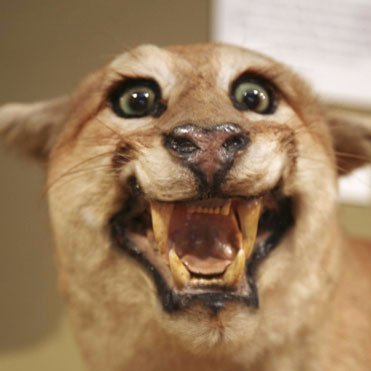 Doing taxidermy since 1977. Learning lessons and loving it.
