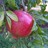 ChaffinOrchards's profile image