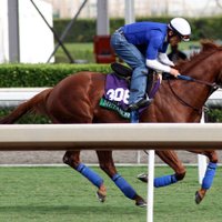 Mersad Metanovic Bloodstock (@_mersad) 's Twitter Profile