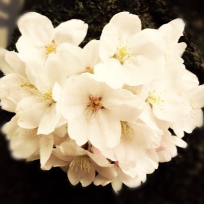 coderain_yuko's profile picture. 