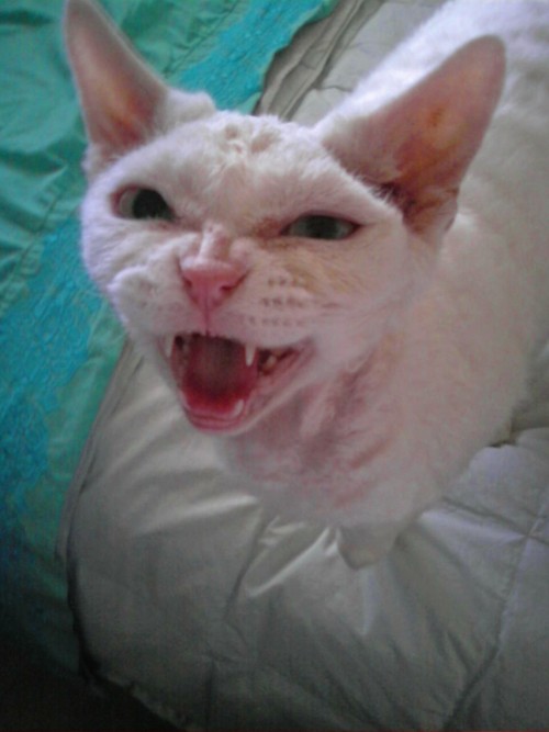 cruelmistress's profile picture. 