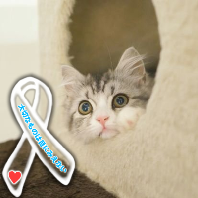 phan_tomcat's profile picture. 